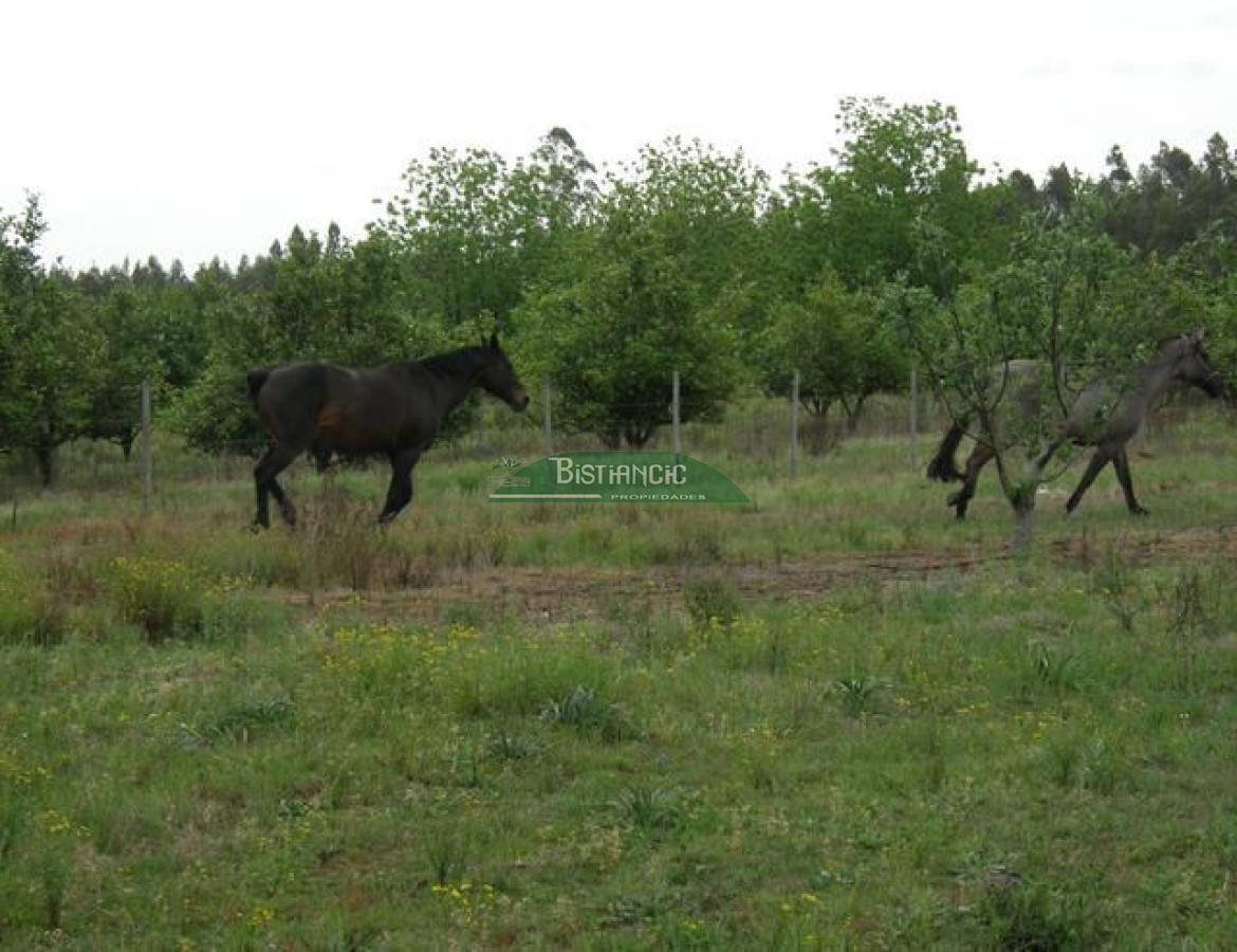 Campo Ref.2828 - Campo en , 
