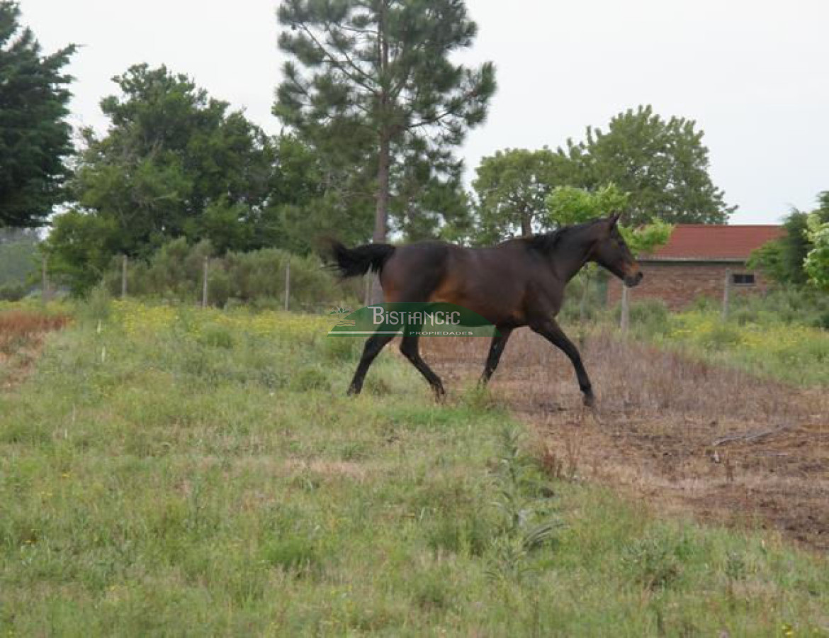 Campo Ref.2828 - Campo en , 