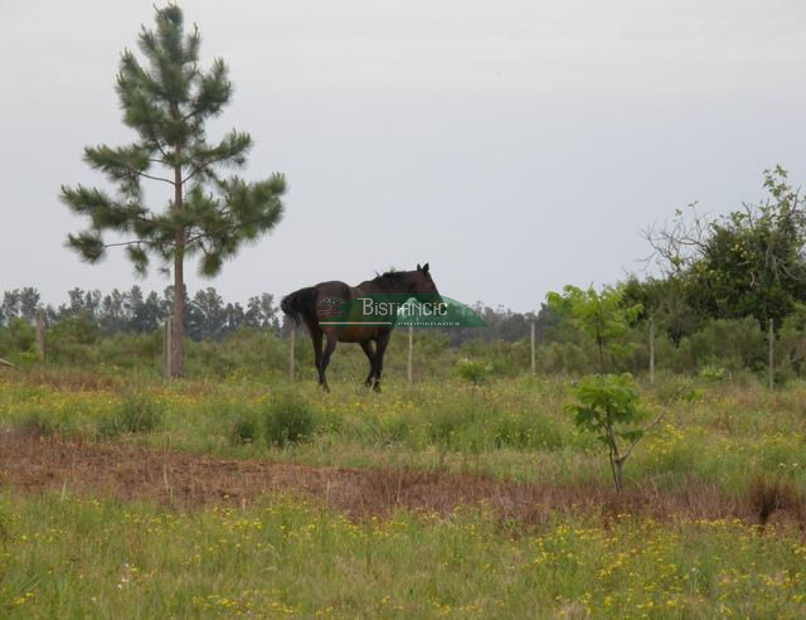 Campo Ref.2828 - Campo en , 