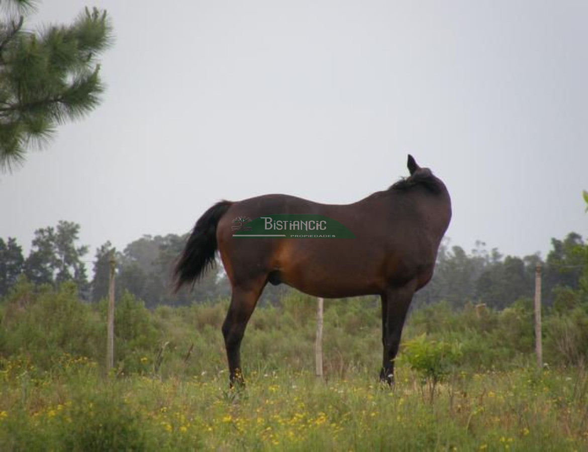 Campo Ref.2828 - Campo en , 