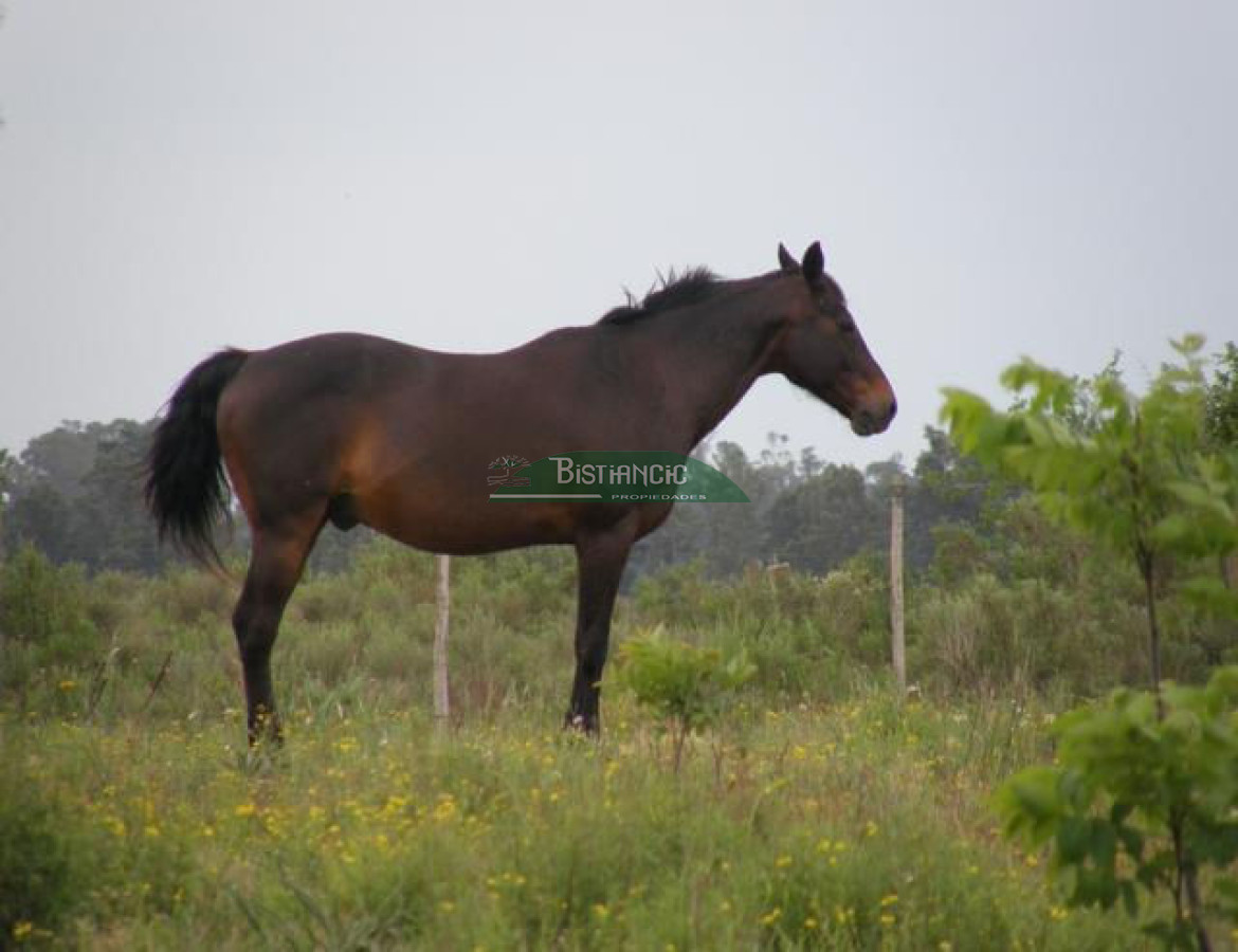 Campo Ref.2828 - Campo en , 
