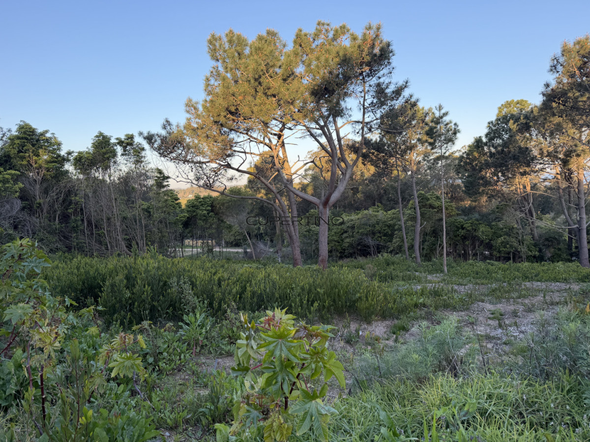 Terreno en Punta Ballena, Punta Ballena — foto 3