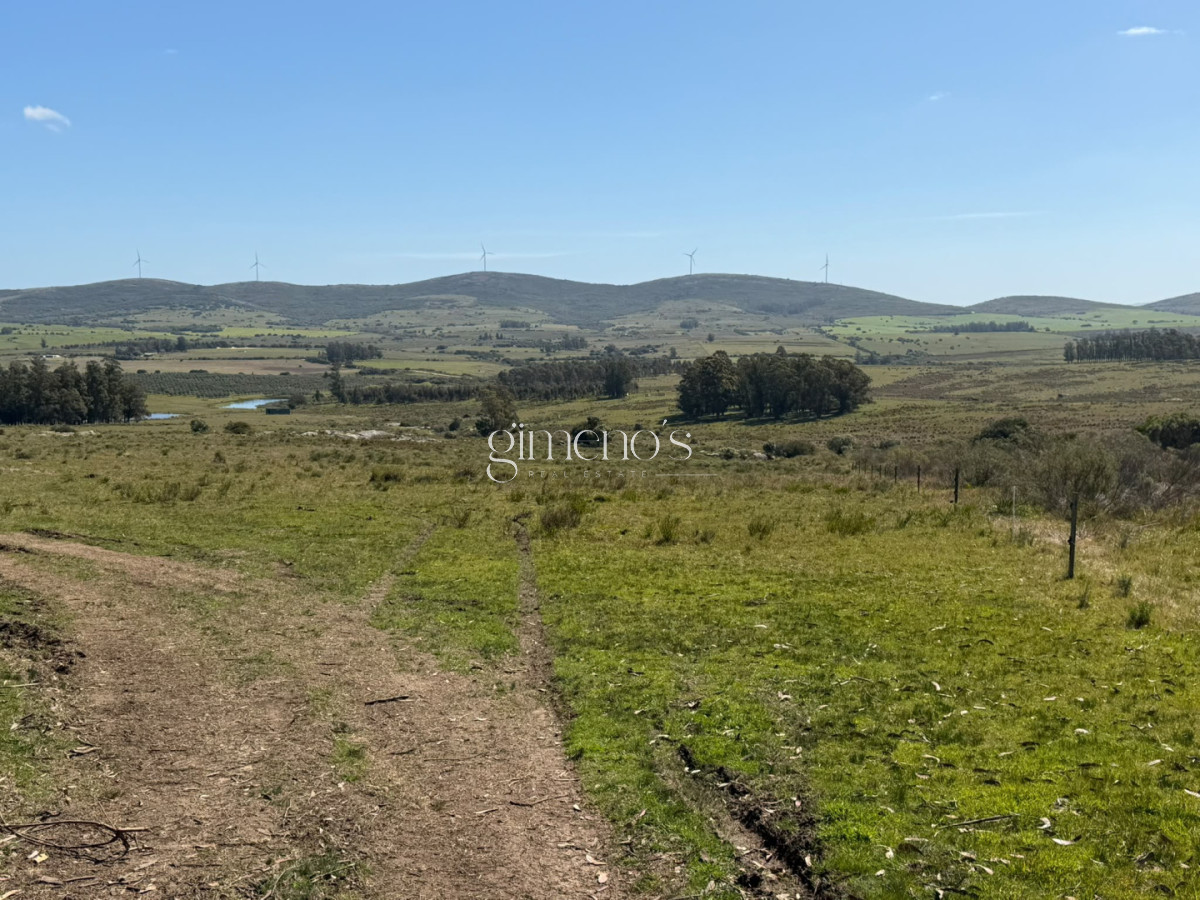 Chacra ID.1644 - Chacra 7 has en Venta - Ruta 39 - San Carlos 