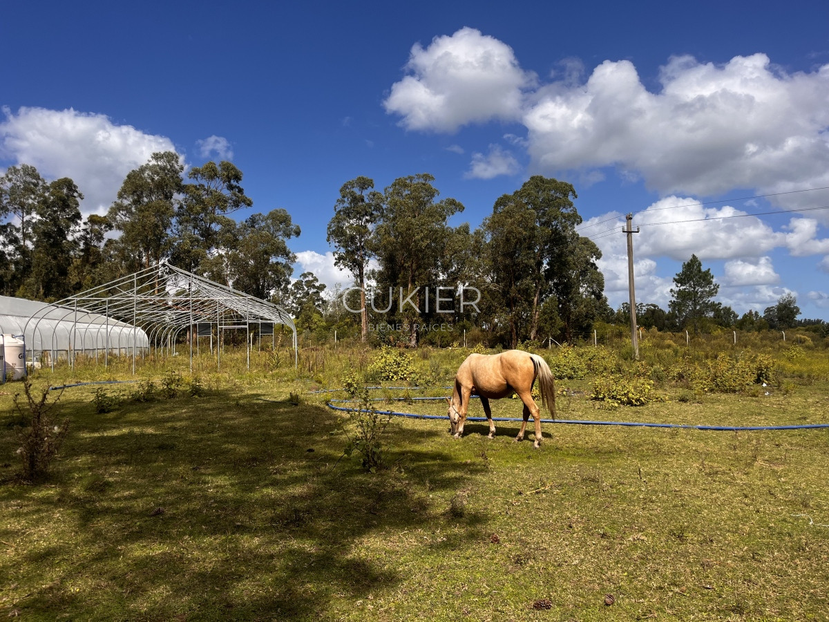 Chacra ID.3702 - VENTA DE 5 HAS CON CASA A 20 DE PUNTA DEL ESTE