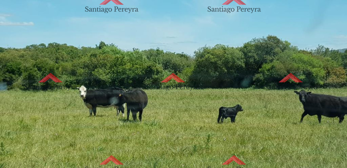 Chacra ID.15147 - chacra en venta ruta 39