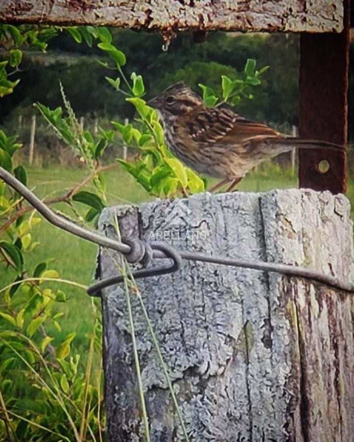 Campo Ref.1546 - Chacra ubicada a 20 minutos de Punta del Este