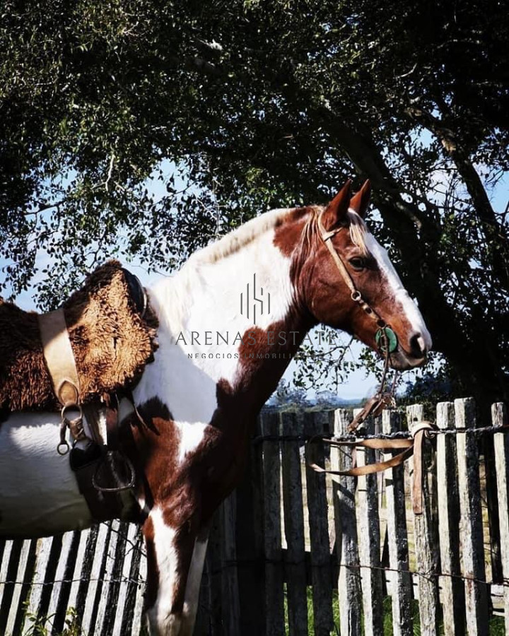 Campo Ref.540 - Estancia en venta en Punta del Este 