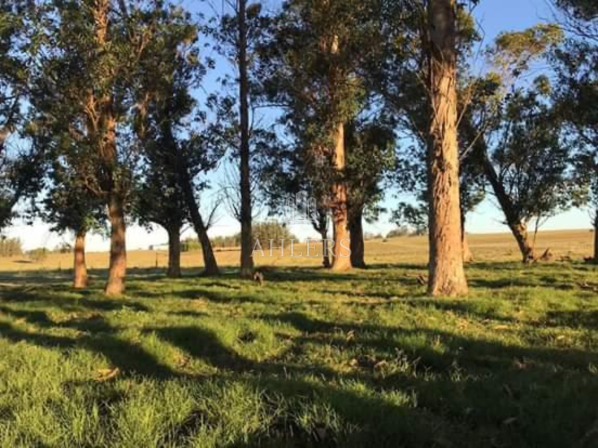 Campo Ref.121 - Campo en San Carlos, 