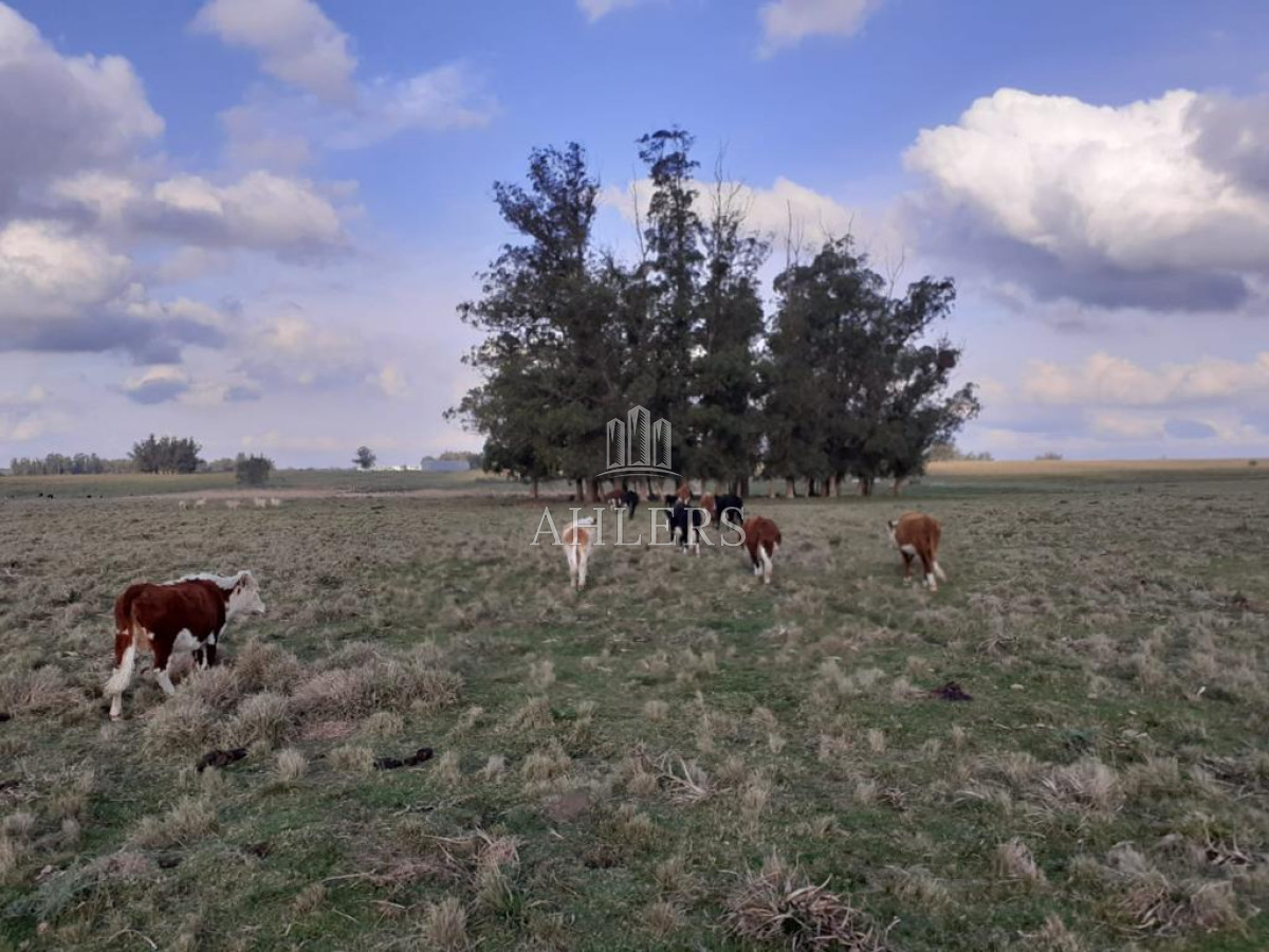 Campo Ref.121 - Campo en San Carlos, 