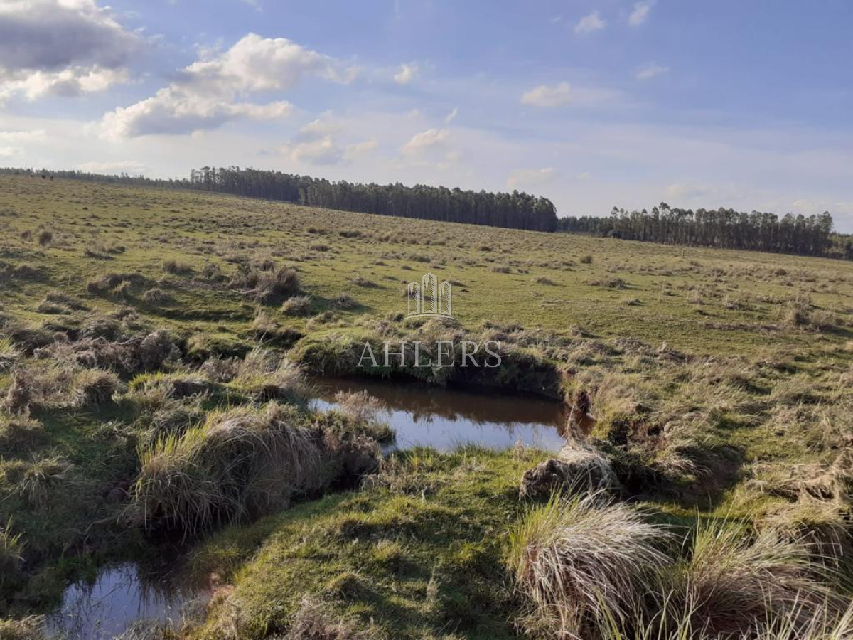 Campo Ref.121 - Campo en San Carlos, 