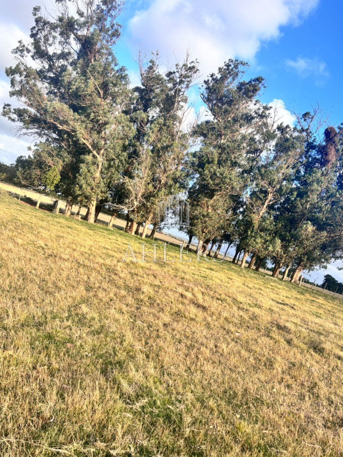 Campo Ref.229 - Campo 21,5 hás Ruta 9 casi Cno Sainz Martinez- José Ignacio