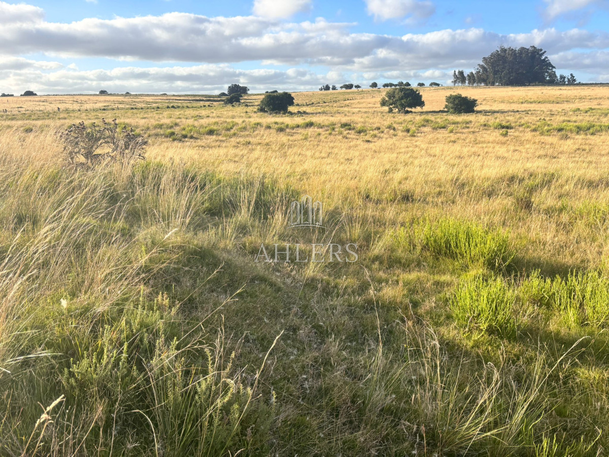 Campo Ref.229 - Campo 21,5 hás Ruta 9 casi Cno Sainz Martinez- José Ignacio