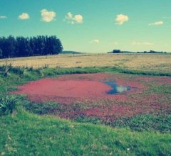 Campo Ref.41 - Campo en San Carlos, 