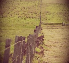 Campo Ref.41 - Campo en San Carlos, 