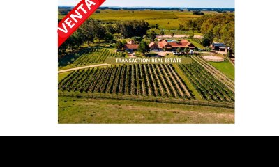 Espectacular Chacra con Viñedo