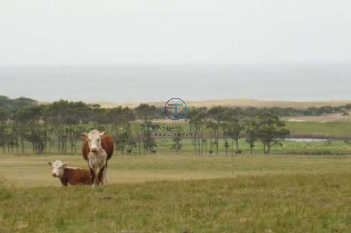 Campo Ref.205/Chacra-medellin-6 - Estancia sobre Laguna de Rocha, Rocha, Uruguay