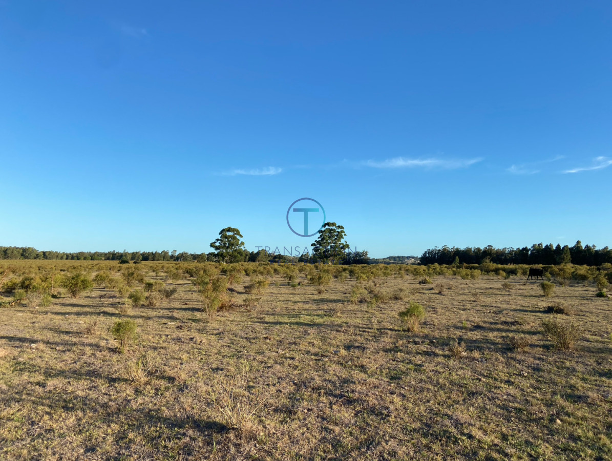 Campo Ref.1610/Campo-de-53-has - Campo en Venta - La barra