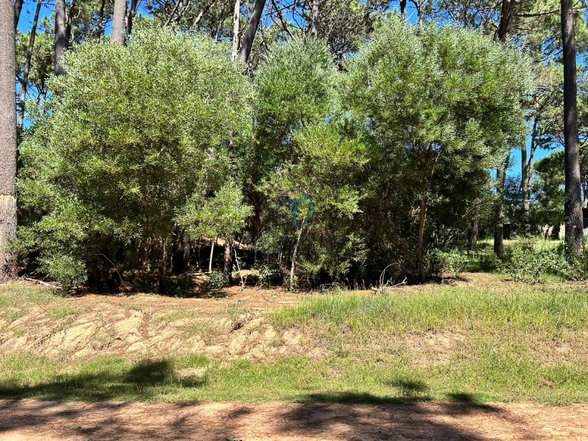 Terreno ID.975/Venta-de-Terreno-en-Arenas-de-José-Ignacio - Venta - Terreno - Montoya - La Barra 