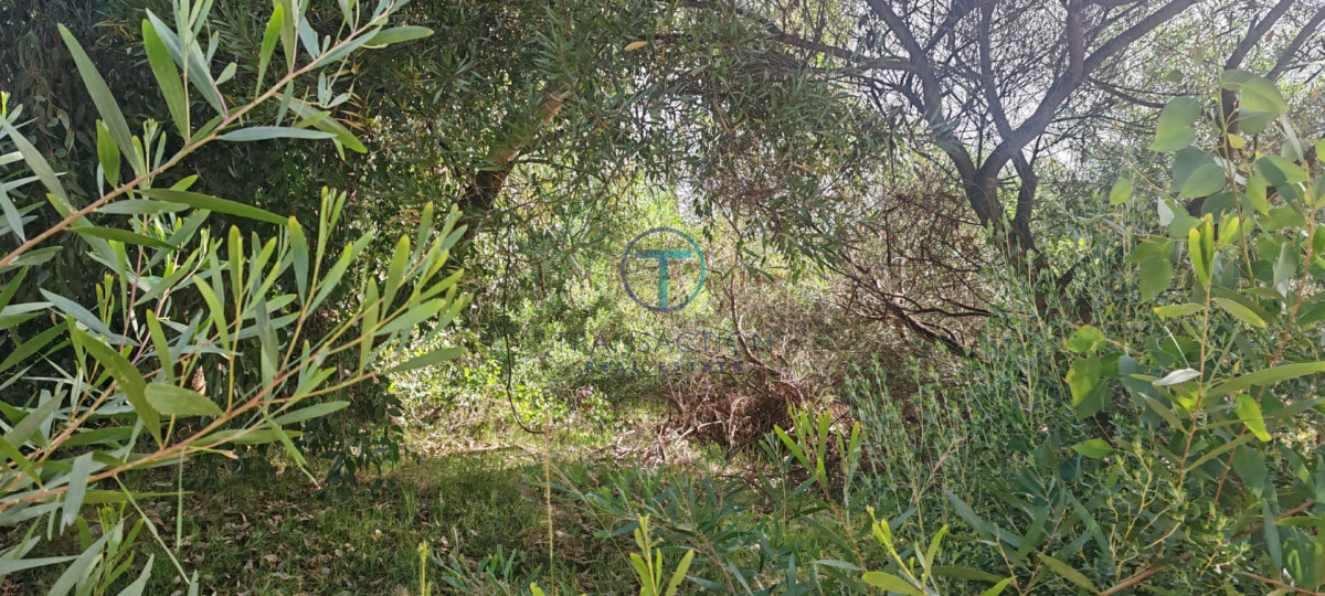 Terreno ID.1606/Amplios-Terrenos-en-venta-en-zona-Barrio-Golf,-Punta-del-Este - Terreno en BARRA VERDE