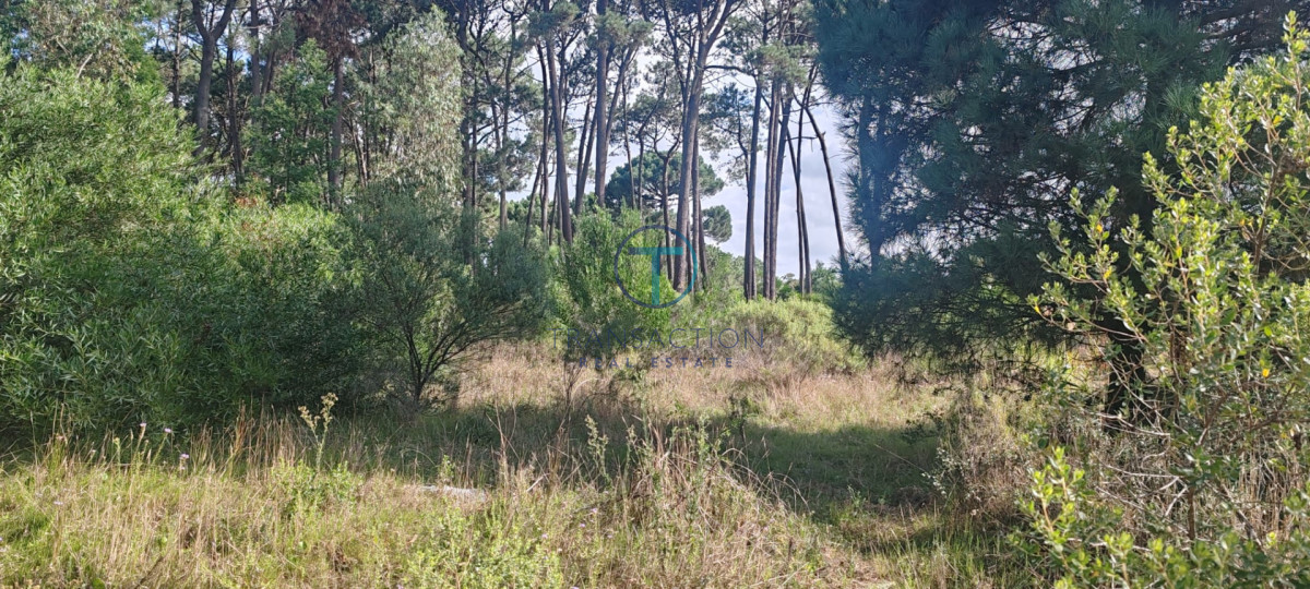 Terreno ID.1606/Amplios-Terrenos-en-venta-en-zona-Barrio-Golf,-Punta-del-Este - Terreno en BARRA VERDE