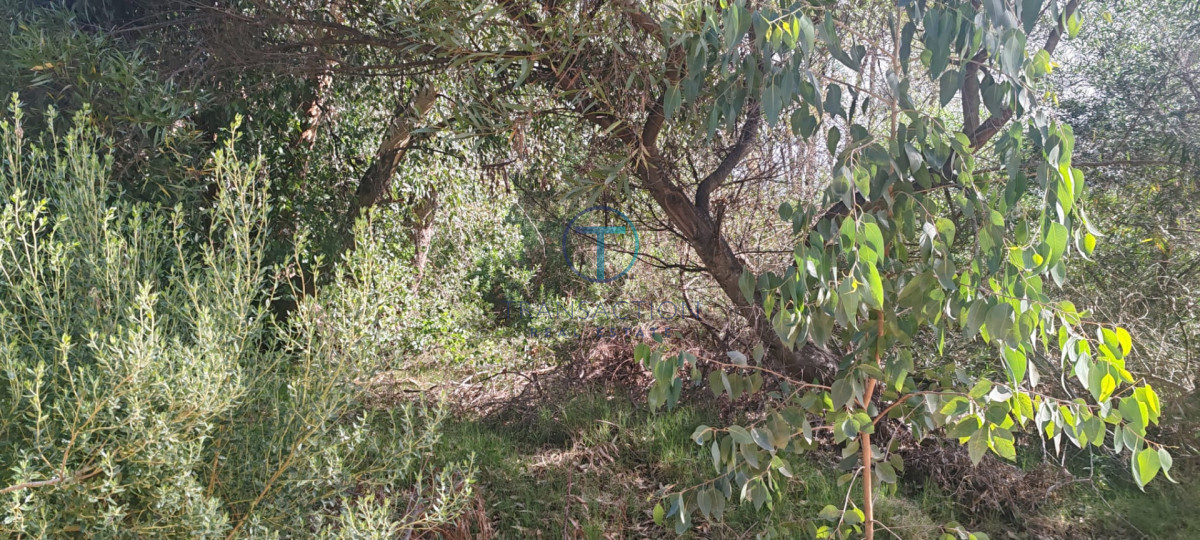 Terreno ID.1606/Amplios-Terrenos-en-venta-en-zona-Barrio-Golf,-Punta-del-Este - Terreno en BARRA VERDE