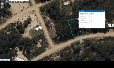 Chihuahua Excelentes lotes , se venden juntos o separados