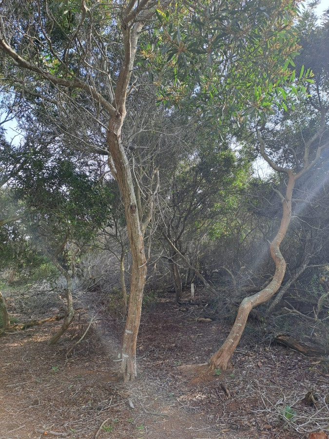 Terreno ID.19 - Terreno de 1200mts en Laguna Garzón