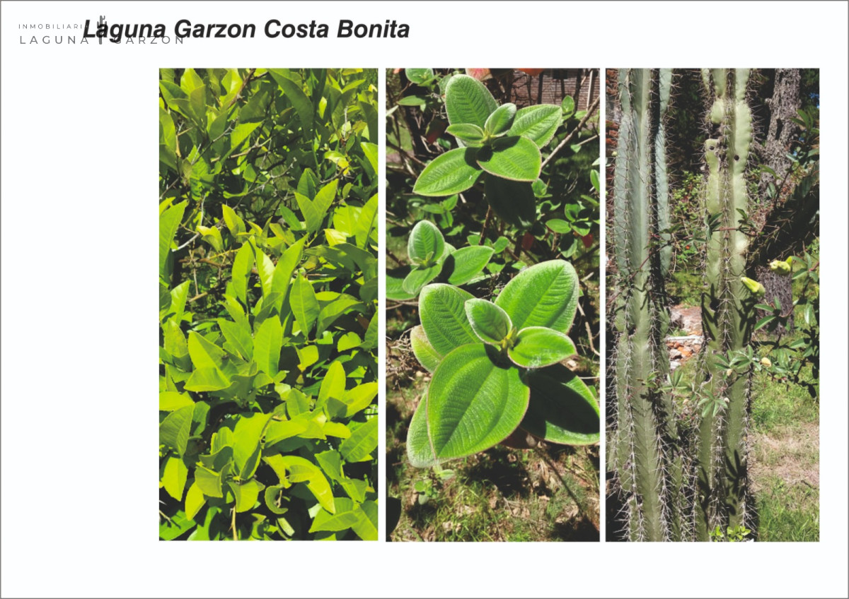 Terreno ID.11 - Costa Bonita LAGUNA GARZÓN 2000mts