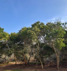 Terreno de 1200mts en Laguna Garzón