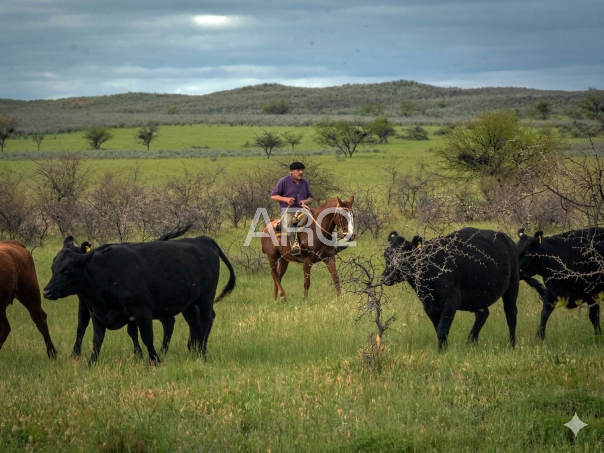 Campo Ref.618 - COTO DE CAZA de 1435 has en Bernasconi (La Pampa), Argentina