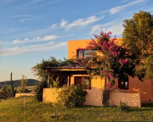 Venta en Ruta 12, chacra de 5 has, Laguna del Sauce con 750 olivos plantados y casa divina con 3 dormitorios mas casa de invitados .