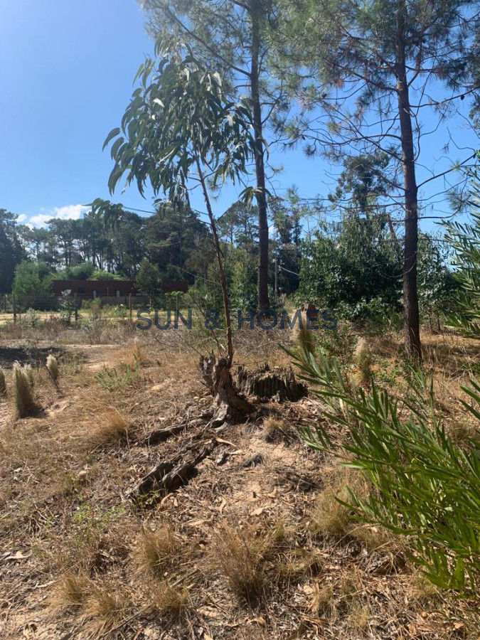 Terreno ID.74 - Oportunidad divino terreno de 1.366 mts arbolado cerca de colegios en Punta del Este 