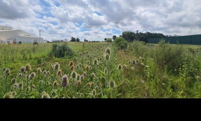 Venta Terreno  de 11000mts en Carrasco Este .