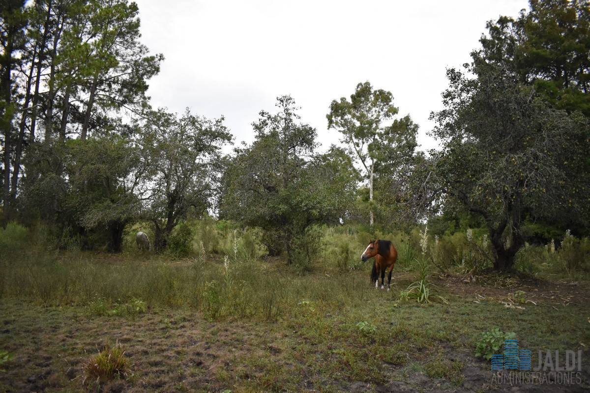 Campo Ref.80 - CAMPO 7 HAS EN VENTA MALDONADO