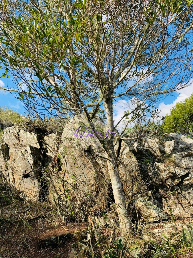 Chacra ID.397 - Venta Campo 12 Hectáreas sobre ruta 12 en Minas, Lavalleja.