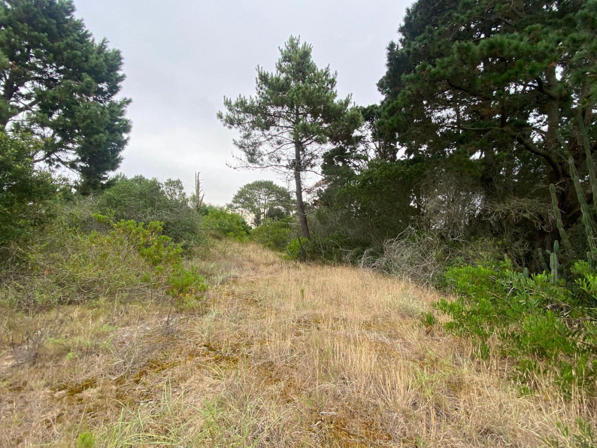 Terrenos en venta en Piedras del chileno, Punta del este