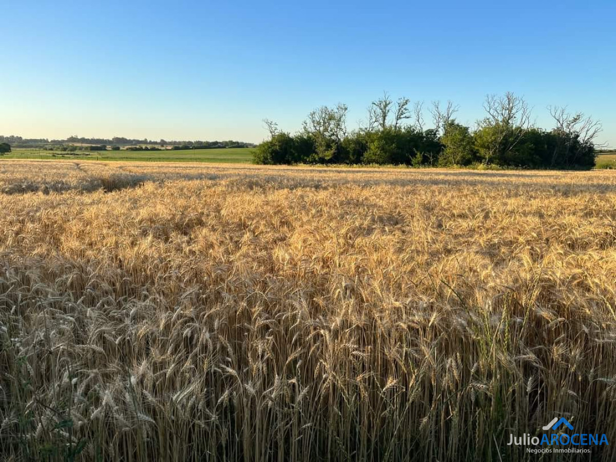 Casa ID.1132 - Chacra de 6.8 hectáreas en venta en un entorno natural único, perfecta para quienes buscan tranquilidad y comodidad cerca de la ciudad. Ubicada a solo