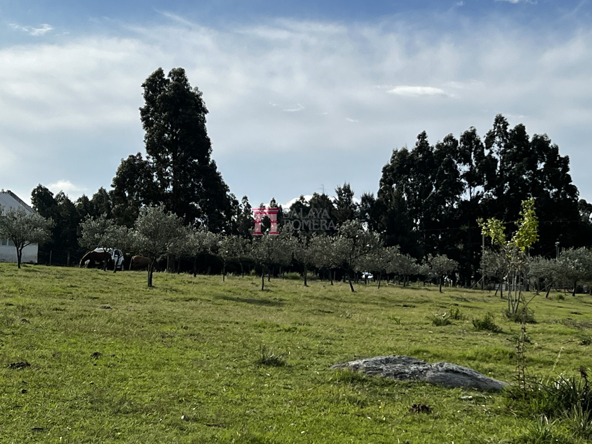 Las Cañas - GoPunta - Portal Inmobiliario de Punta del Este - Maldonado