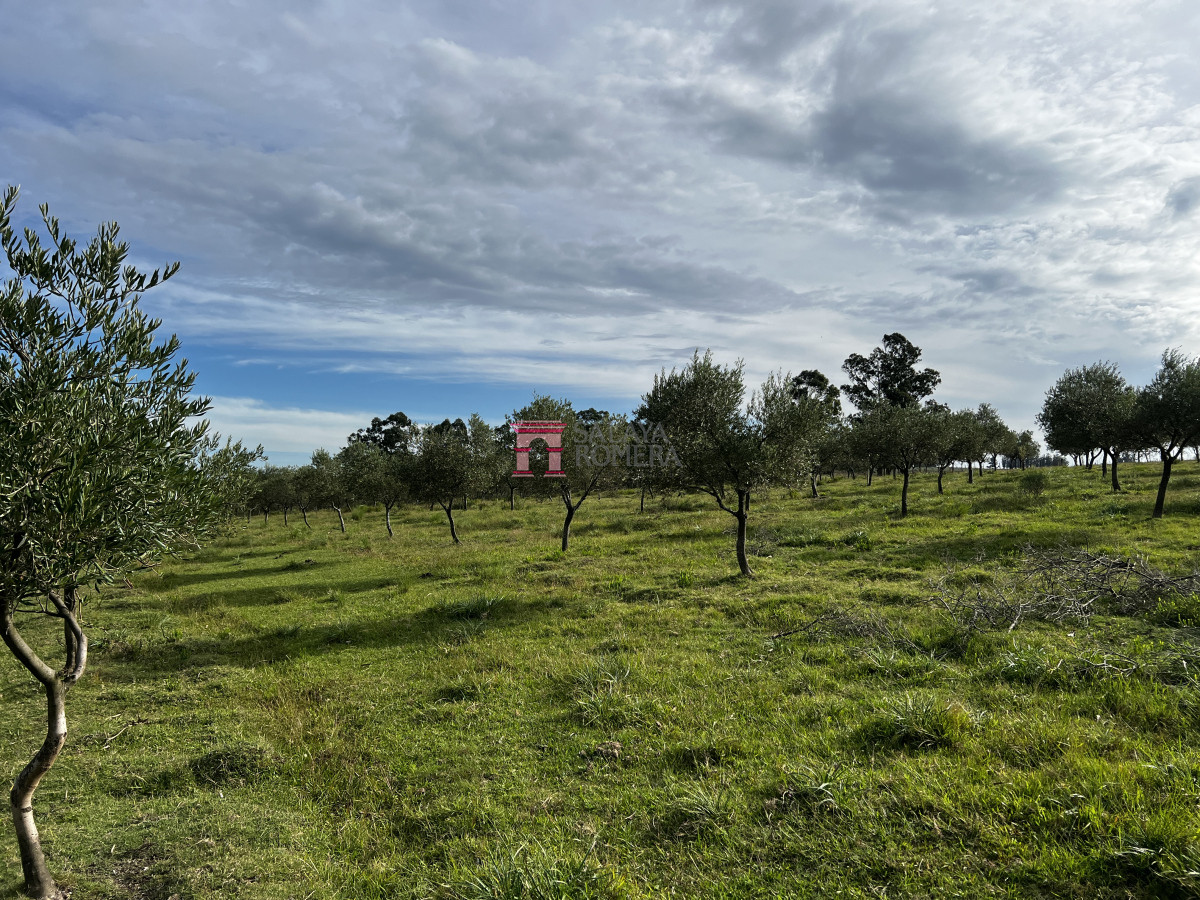 Las Cañas - GoPunta - Portal Inmobiliario de Punta del Este - Maldonado