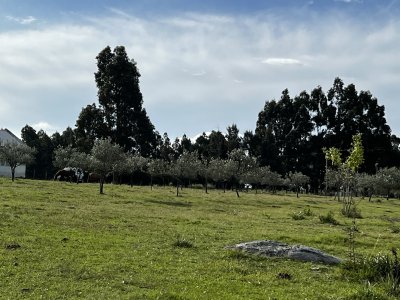 Chacra con Plantacion de Olivos en Las Cañas