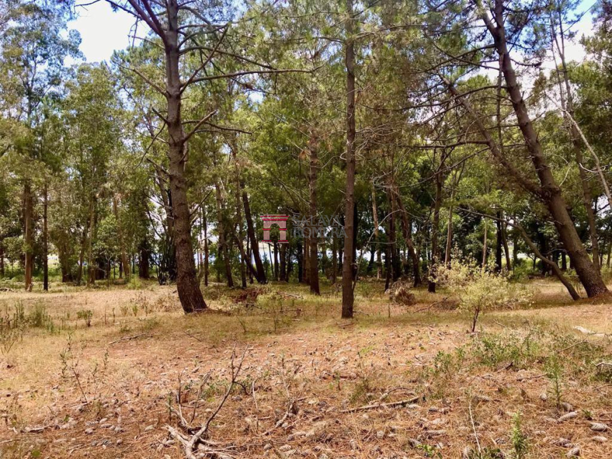 Montoya - GoPunta - Portal Inmobiliario de Punta del Este - Maldonado