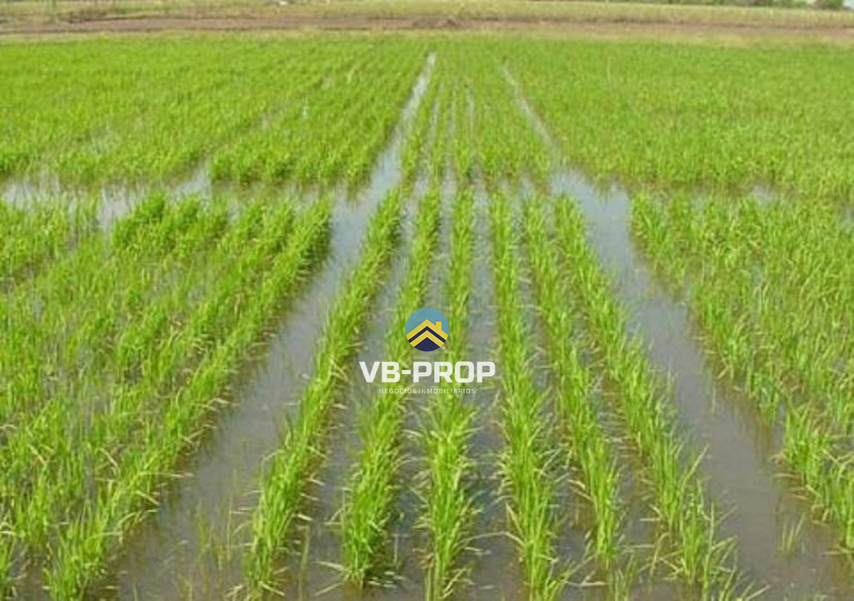 Campo Ref.485 - Campo En Venta En Rocha, Arrocero Y Ganadero, Laguna Merín