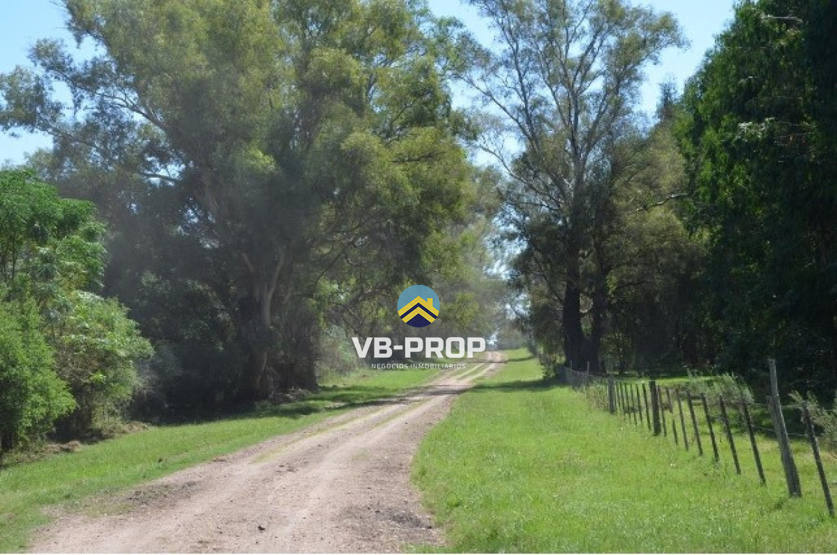 Campo Ref.486 - Venta campo Paysandu Quebracho - frutícola - forestal - ganadero