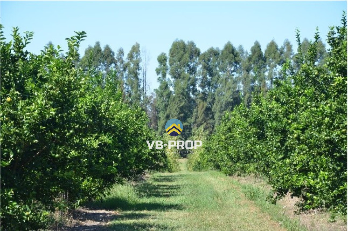 Campo Ref.486 - Venta campo Paysandu Quebracho - frutícola - forestal - ganadero