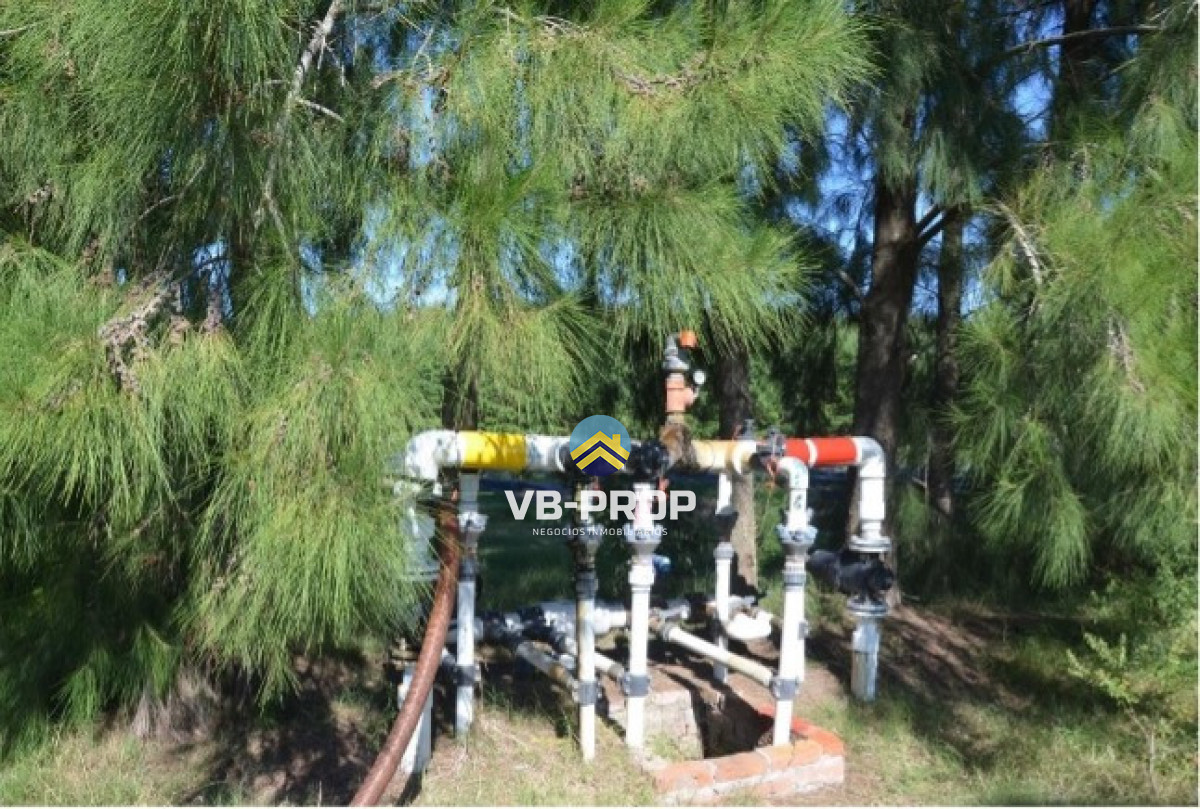 Campo Ref.486 - Venta campo Paysandu Quebracho - frutícola - forestal - ganadero