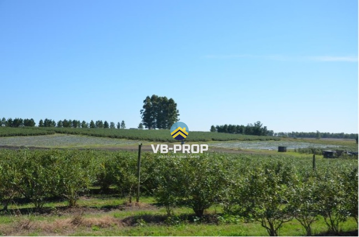 Campo Ref.486 - Venta campo Paysandu Quebracho - frutícola - forestal - ganadero