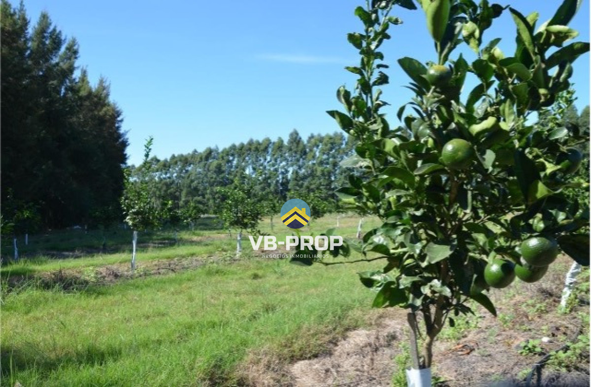 Campo Ref.486 - Venta campo Paysandu Quebracho - frutícola - forestal - ganadero