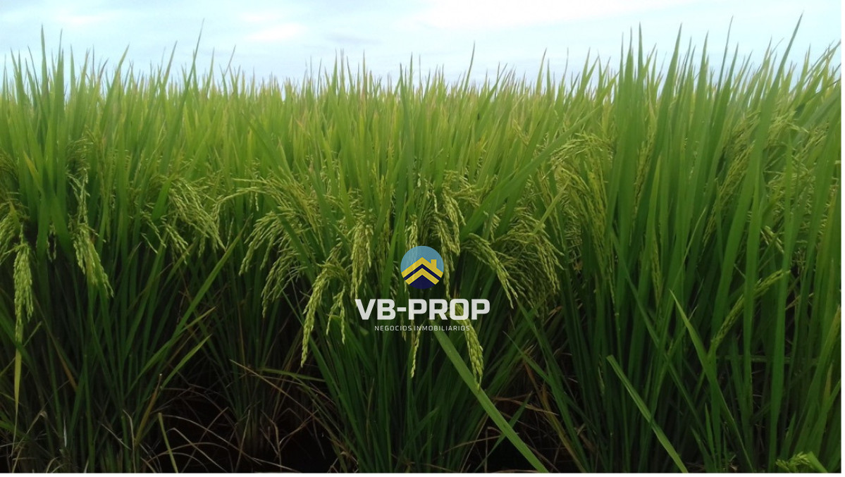 Campo Ref.485 - Campo En Venta En Rocha, Arrocero Y Ganadero, Laguna Merín