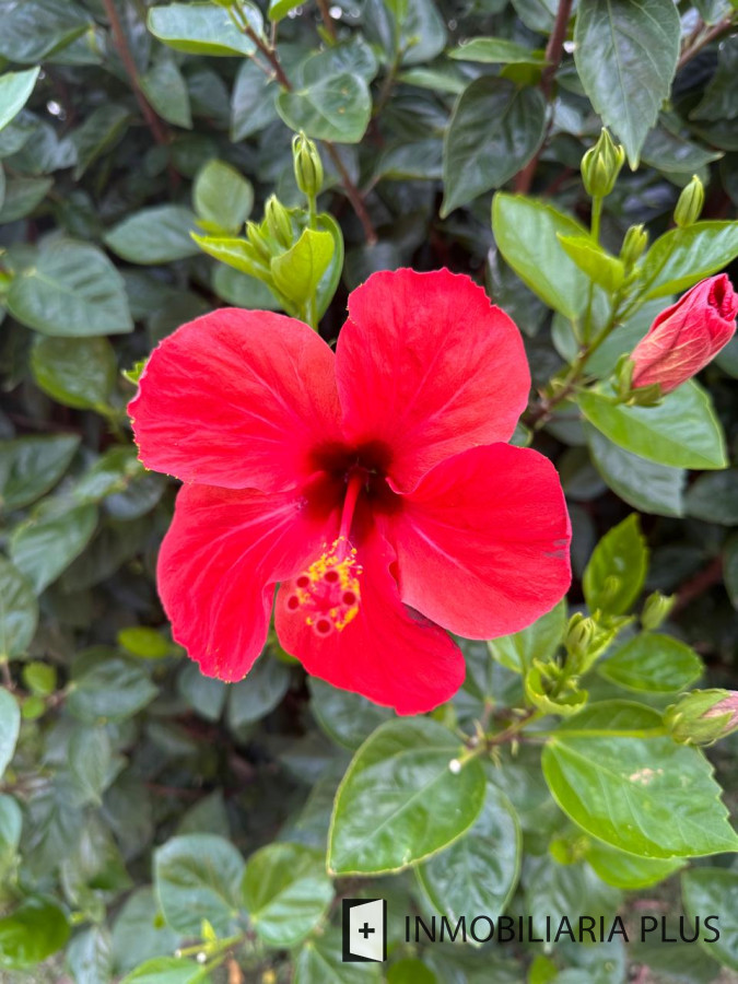 Casa ID.1384 - Alquiler de Casa con 3 Dormitorios, 2 Baños, barbacoa, garaje a pasos de playa mansa de Punta del Este 