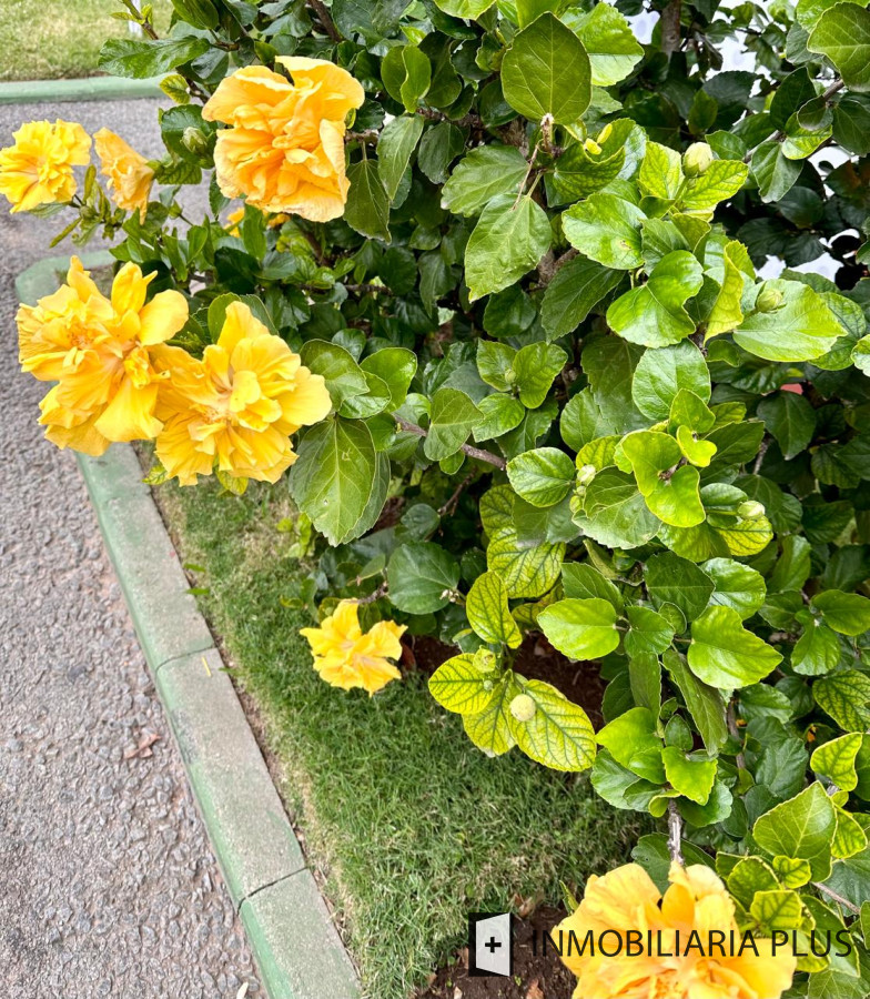Casa ID.1384 - Alquiler de Casa con 3 Dormitorios, 2 Baños, barbacoa, garaje a pasos de playa mansa de Punta del Este 